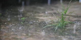 大雨和一片草地一起落在地上