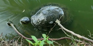 乌龟是池塘里的爬行动物