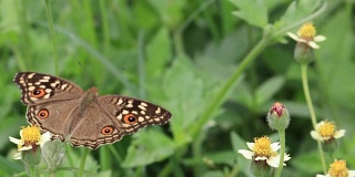 褐色蝴蝶在清晨的草花上