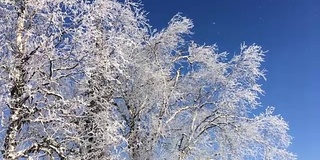 雪花从冰冻的桦树上缓缓飘落