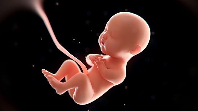 婴儿3d渲染，胎儿x光内，3d插图(4096*2160)