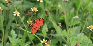 清晨草丛上的橙色蝴蝶
