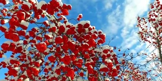 透过花梨树的树枝和红色浆果簇雪帽仰望天空与云彩