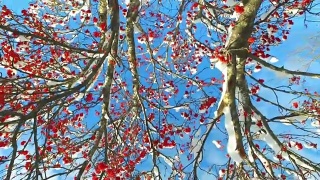 透过花梨树的树枝和红色浆果簇雪帽仰望天空与云彩视频素材模板下载