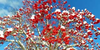 透过花梨树的树枝和红色浆果簇雪帽仰望天空与云彩