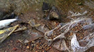 污水中的死鱼视频素材模板下载
