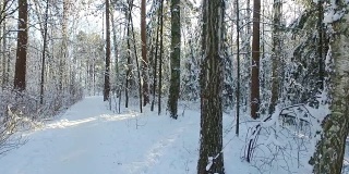 西伯利亚冬天的森林下的雪