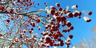 透过花梨树的树枝和红色的浆果簇和雪帽仰望天空