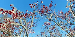 透过花梨树的树枝和红色的浆果簇和雪帽仰望天空