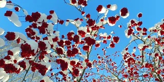 Looking up through the rowan-tree branches and red  berries clusters with snow caps at the sky