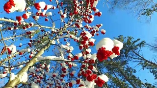透过花梨树的树枝和红色的浆果簇和雪帽仰望天空视频素材模板下载