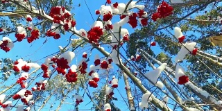 透过花梨树的树枝和红色的浆果簇和雪帽仰望天空
