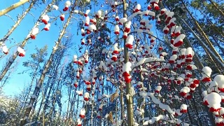 透过花梨树的树枝和红色的浆果簇和雪帽仰望天空视频素材模板下载