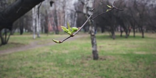 早春的嫩叶在风中摇曳。背景中的春天公园