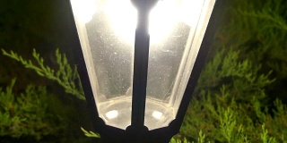 五月甲虫沿着路灯爬行。Melolontha爬进了提灯的灯光里。