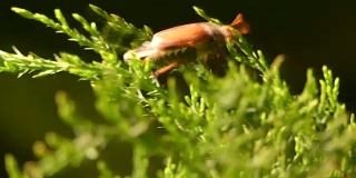 五月甲虫在夜晚沿着灌木的绿色树枝爬行。黑暗中，美洛龙塔沿着灌木丛的绿色树枝爬行。