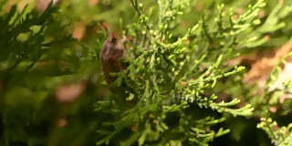 五月甲虫在夜晚沿着灌木的绿色树枝爬行。黑暗中，美洛龙塔沿着灌木丛的绿色树枝爬行。