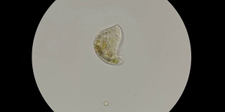 显微镜下生活在池塘里的最简单的微生物