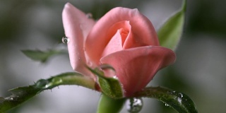 微微的粉红玫瑰带着水滴落在上面，小花近距离观看。春夏季背景。有选择性的重点。