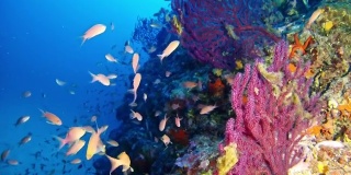水肺潜水鱼和柳珊瑚47米深