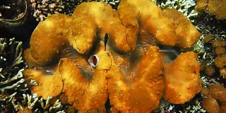 近距离观察生长在印度尼西亚拉贾安帕浅海中的彩色巨型蛤