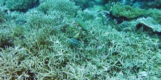 玳瑁海龟游在坚硬的珊瑚礁上。拉贾安帕克里岛，西巴布亚，印度尼西亚