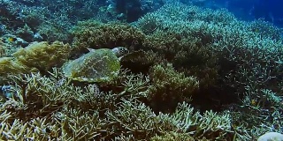 玳瑁海龟游过珊瑚礁边缘与硬和软珊瑚进入蓝色的深海水域。拉贾安帕克里岛，西巴布亚，印度尼西亚