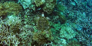 剥软硬珊瑚礁的玳瑁海龟。从上面捕捉顶部。拉贾安帕克里岛，西巴布亚，印度尼西亚