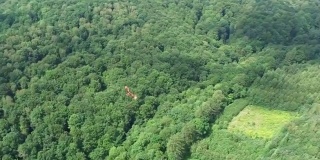 在丘陵乡村森林上空飞翔的鹰的航拍
