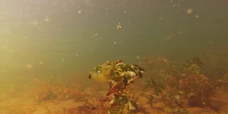 用海藻在湖里游泳