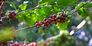 咖啡豆咖啡树。
