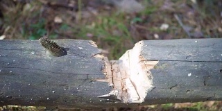一堆被砍的木头，靠近点