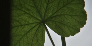 天竺葵叶子的细节