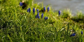 一只昆虫在一条小河边收集美丽的花朵上的花粉