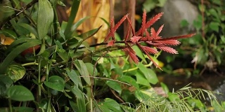 有红色叶子的外来植物。关闭视频。泰国