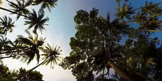 在热带的阳光下开车经过摇曳的棕榈树
