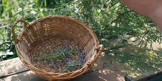 一名男子在篮子里收集迷迭香花，用于医疗和沙拉
