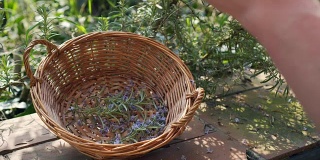 一名男子在篮子里收集迷迭香花，用于医疗和沙拉