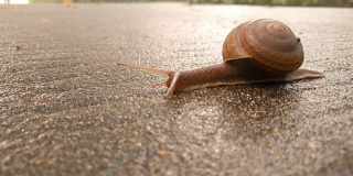 蜗牛在潮湿的水泥地上爬行