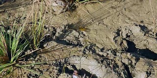 这是一只泥蟹在稻田里行走的特写