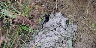 螃蟹猎手捕捉泥蟹进入稻田土壤的特写