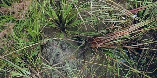 螃蟹猎手捕捉泥蟹进入稻田土壤的特写