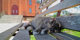 猫正在长凳上睡觉。
