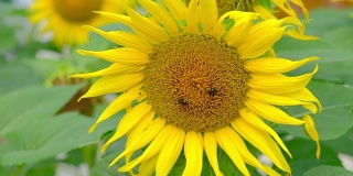 花园里的太阳花和蜜蜂