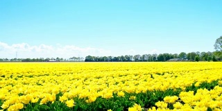 荷兰，一个美丽的春日，田野里的黄色郁金香