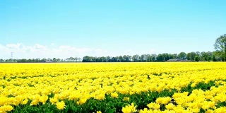 荷兰，一个美丽的春日，田野里的黄色郁金香