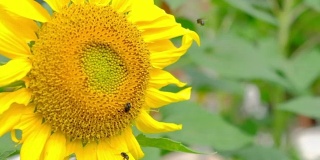 花园里的太阳花和蜜蜂