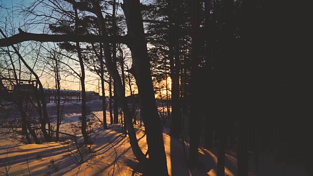 日出日落穿过树枝在冬天。雪林，阳光4k