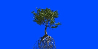 红树林的根。3 d动画。蓝色屏幕α。