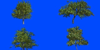 四种果树。橘子、樱桃、苹果和柠檬。蓝色屏幕α。